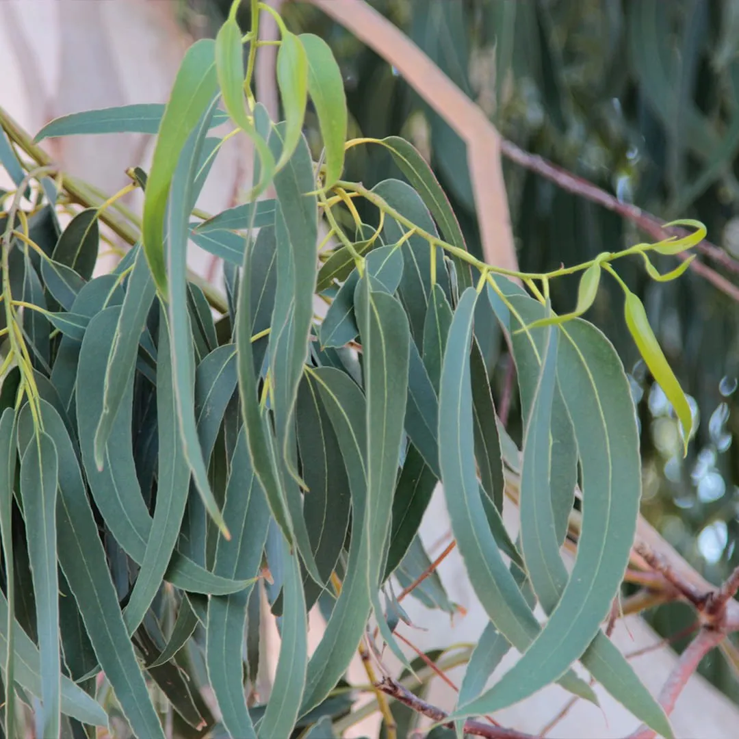 Eucalyptus Hydrosol