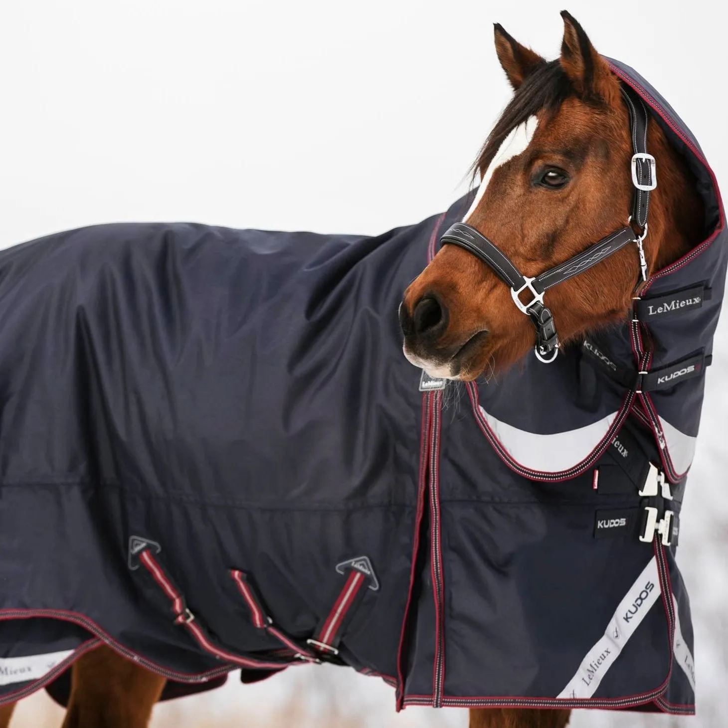 LeMieux Kudos 200g Turnout Blanket
