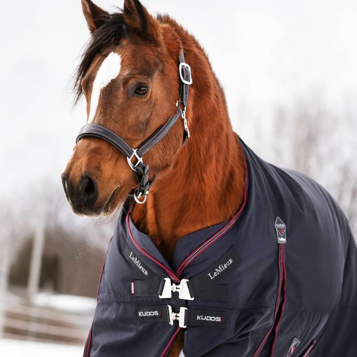LeMieux Kudos 200g Turnout Blanket